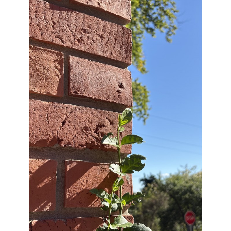 Altmauer Eckriemchen